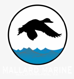 Transparent Mallard Png - Duck, Png Download, Transparent PNG