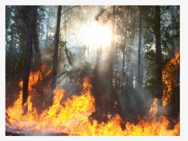 Radiant Sun Shining Through Forest Trees, Smoke, And - Fire On Landscape, HD Png Download, Transparent PNG