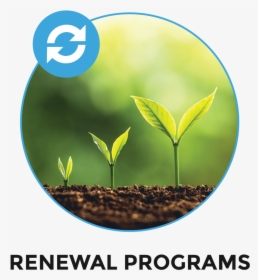 Renewal Programs - Plants Deprived Of Light, HD Png Download, Transparent PNG