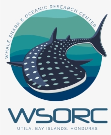 Wsorc - Whale Shark Logo, HD Png Download, Transparent PNG