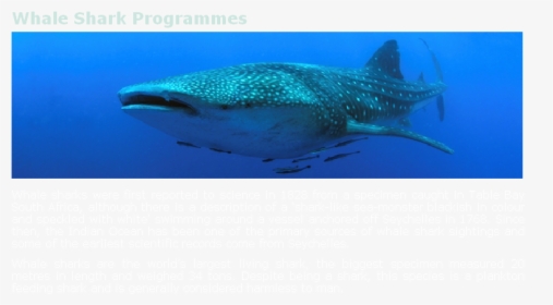Whale Shark, HD Png Download, Transparent PNG
