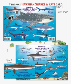 Types Of Sharks Map, HD Png Download, Transparent PNG