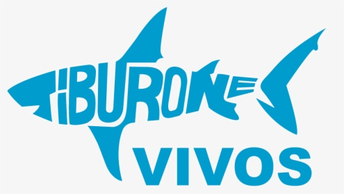 Incopesca Declared The Whale Shark Of Fishing Interest - Tiburones Vivos, HD Png Download, Transparent PNG