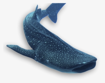 Grey Whale, HD Png Download, Transparent PNG