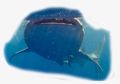 Tiburon Ballena - Whale Shark, HD Png Download, Transparent PNG