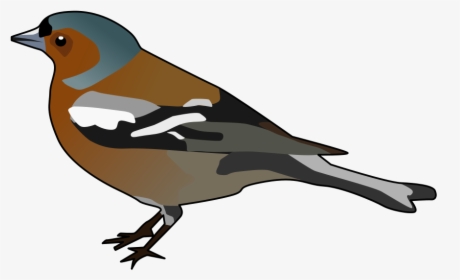 Male Chaffinch Clipart - Chaffinch Clipart, HD Png Download, Transparent PNG