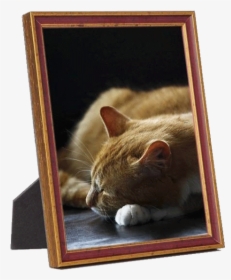 Frame With Photo Png, Transparent Png, Transparent PNG