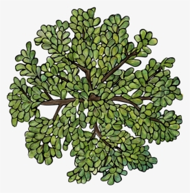 Trees Png Top View - Tree Illustration Top View, Transparent Png, Transparent PNG