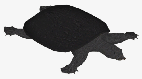 Black Softshell Turtle - Common Snapping Turtle, HD Png Download, Transparent PNG