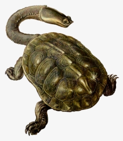 Prehistoric Turtle 2 Clip Arts - Long Neck Sea Turtle, HD Png Download, Transparent PNG