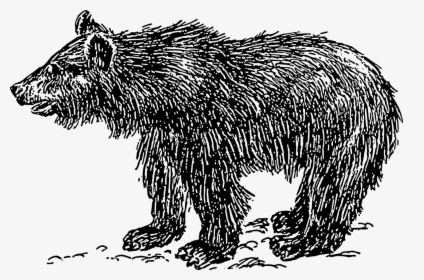 Sloth Bear Clipart Black And White, HD Png Download, Transparent PNG
