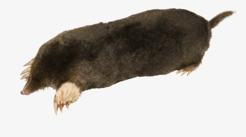 Talpa Europaea Mhnt On Transparent Background - Mole With Transparent Background, HD Png Download, Transparent PNG