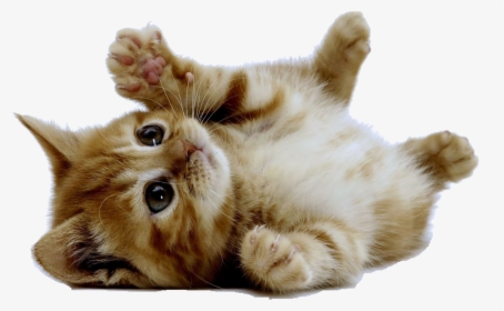 Tumblr Transparent Cats Google - Cat Png, Png Download, Transparent PNG