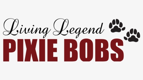 Living Legend Pixie Bobs - Calligraphy, HD Png Download, Transparent PNG