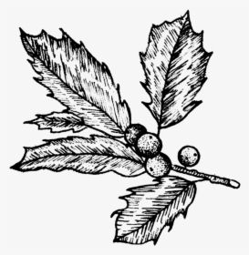 Holly - Holly - Holly - Mistletoe Tattoo , Png Download - Black And White Holly Drawing, Transparent Png, Transparent PNG