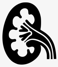 Kidney - Kidney Png Black And White, Transparent Png, Transparent PNG