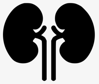 Kidney Organ Health Medical Health Renal Kidneys, HD Png Download, Transparent PNG