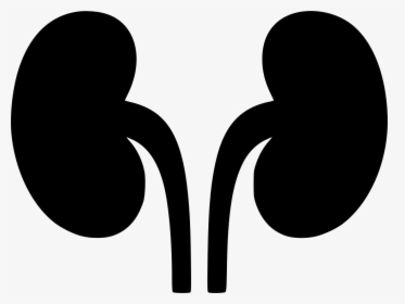 Kidneys Svg Png Icon - Clipart Kidney Png, Transparent Png, Transparent PNG