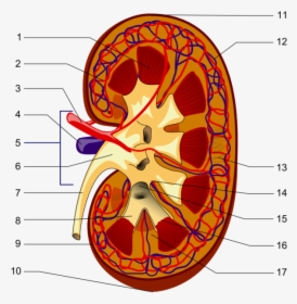 Kidney Piom - Parts Of The Kidney, HD Png Download, Transparent PNG