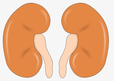 Kidney, Anatomy, Human, Man, Organ - Kidney Organ Clip Art, HD Png Download, Transparent PNG