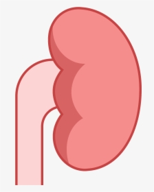 Transparent Kidney Png - Circle, Png Download, Transparent PNG