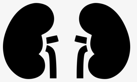 Kidney Clipart Kidney Outline - Kidneys Icon Png, Transparent Png, Transparent PNG