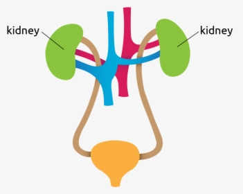 Diagram Of The Kidneys - Kidney Diagram Png, Transparent Png, Transparent PNG