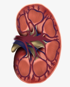 Kidney Cross Section - Illustration, HD Png Download, Transparent PNG
