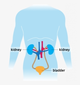 Human Diagram Showing Kidney And Bladder - Graphic Design, HD Png Download, Transparent PNG