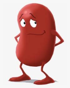 Kidney Character Shy - Cartoon Kidney, HD Png Download, Transparent PNG