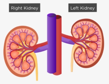 Kidney The Urinary System, HD Png Download, Transparent PNG
