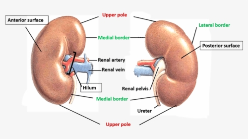 Anterior Surface Of Kidney - Gross Features Of Kidney, HD Png Download, Transparent PNG
