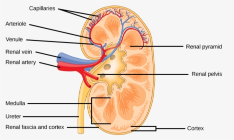 The Kidney Is Shaped Like A Kidney Bean Standing On - Structure Of Mammalian Kidney, HD Png Download, Transparent PNG