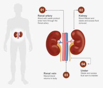 Kidney1 - Kidney Filter Blood, HD Png Download, Transparent PNG