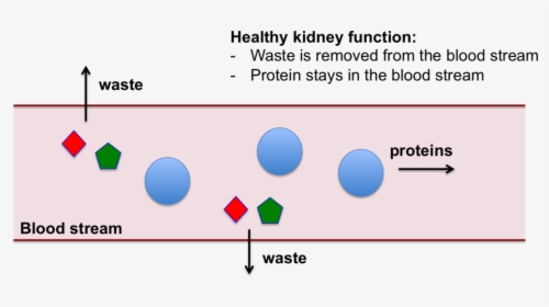 Kidney Png , Png Download - Does High Protein Diet Increase Gfr, Transparent Png, Transparent PNG