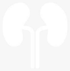 Kidney White Icon Png , Png Download, Transparent Png, Transparent PNG