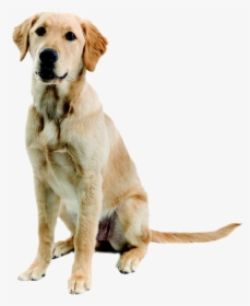 Abandoned Dog Png Image - Mischling Labrador Golden Retriever, Transparent Png, Transparent PNG