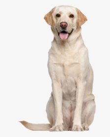 Labrador Retriever Png High-quality Image - Labrador Adult, Transparent Png, Transparent PNG