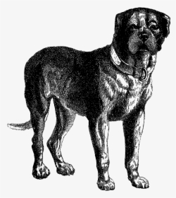 Digital Dog Download Vintage Mastiff Clip Art - Dog Illustration No Background, HD Png Download, Transparent PNG