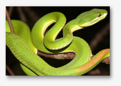 White Lipped Pit Viper Halodhia Viper - Green Bamboo Pit Viper, HD Png Download, Transparent PNG