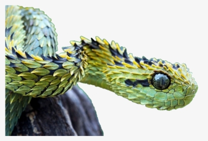 Green Saw Scaled Viper, HD Png Download, Transparent PNG