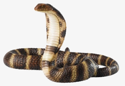 Viper Snake Png - Cobra Png, Transparent Png, Transparent PNG