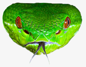 Clip Art Venomous Serpent Bamboo Pitviper - Pit Viper Head, HD Png Download, Transparent PNG