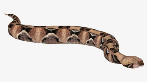 Gaboon Viper Png Transparent, Png Download, Transparent PNG