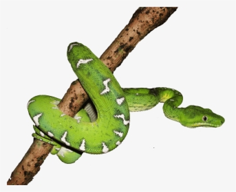 Boa Png Page - Boa Constrictor, Transparent Png, Transparent PNG