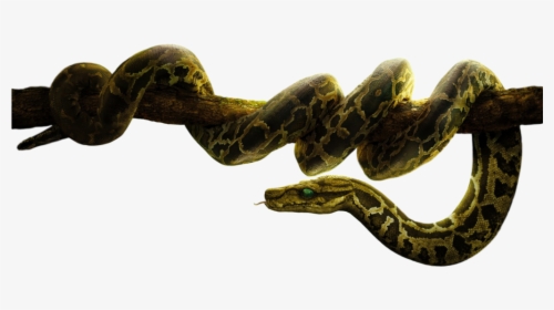Boa - Python With Transparent Background, HD Png Download, Transparent PNG