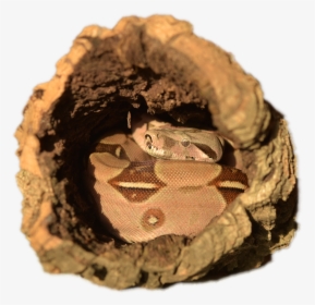 Boa Constrictor, HD Png Download, Transparent PNG