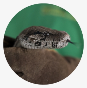Transparent Boa Constrictor Png - Serpent, Png Download, Transparent PNG