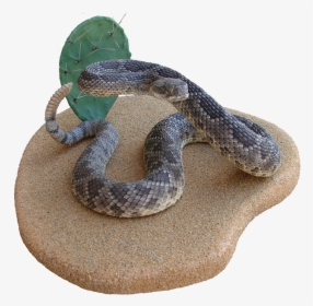 Rattlesnake Hognose Boa Constrictor Kingsnakes - Serpent, HD Png Download, Transparent PNG