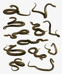 Snake, Boa, Python, Constrictor, Reptile, Serpent - Змеи Пнг, HD Png Download, Transparent PNG